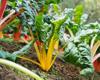 Swiss chard growing on the vegetable plot