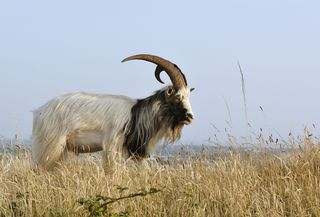 A stock photo of a wild goat.