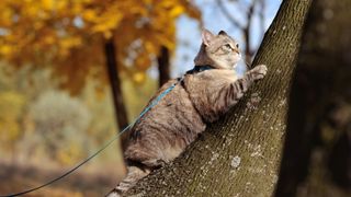 a cat climbs a tree while leashed in a harness