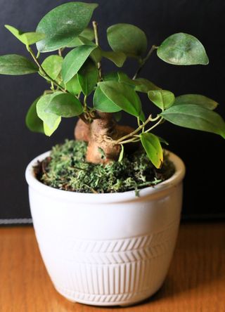 Bonsai tree with moss around the soil