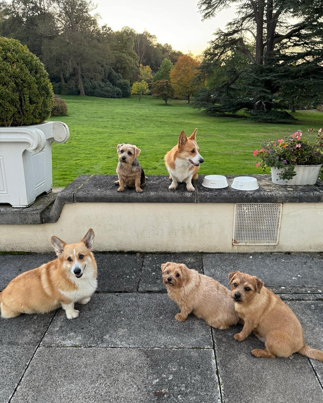 The Queen's corgis posing with three other dogs on a wall