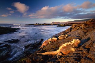 Ecuador, Galapagos Islands, Fernandina Island, marine iguana on rocks - stock photo