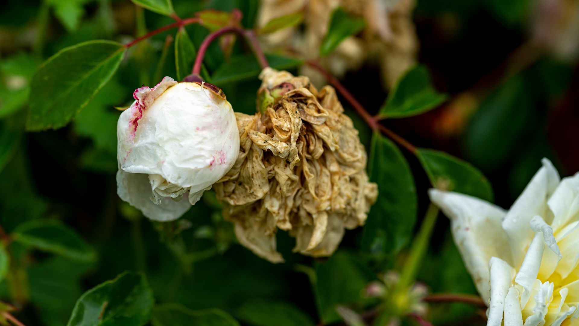picture of waterlogged and rotten white rose