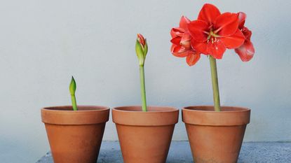 A lovely red flower blooms from a flower pot.