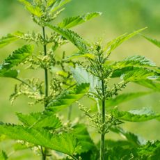 garden weeds stinging nettles and fertile garden soil