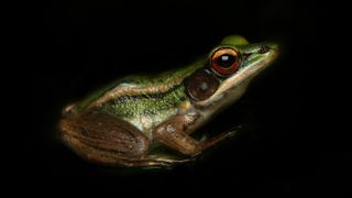 The common green frog (Hylarana erythraea) is a true frog in the family Ranidae. It lives in Southeast Asia.