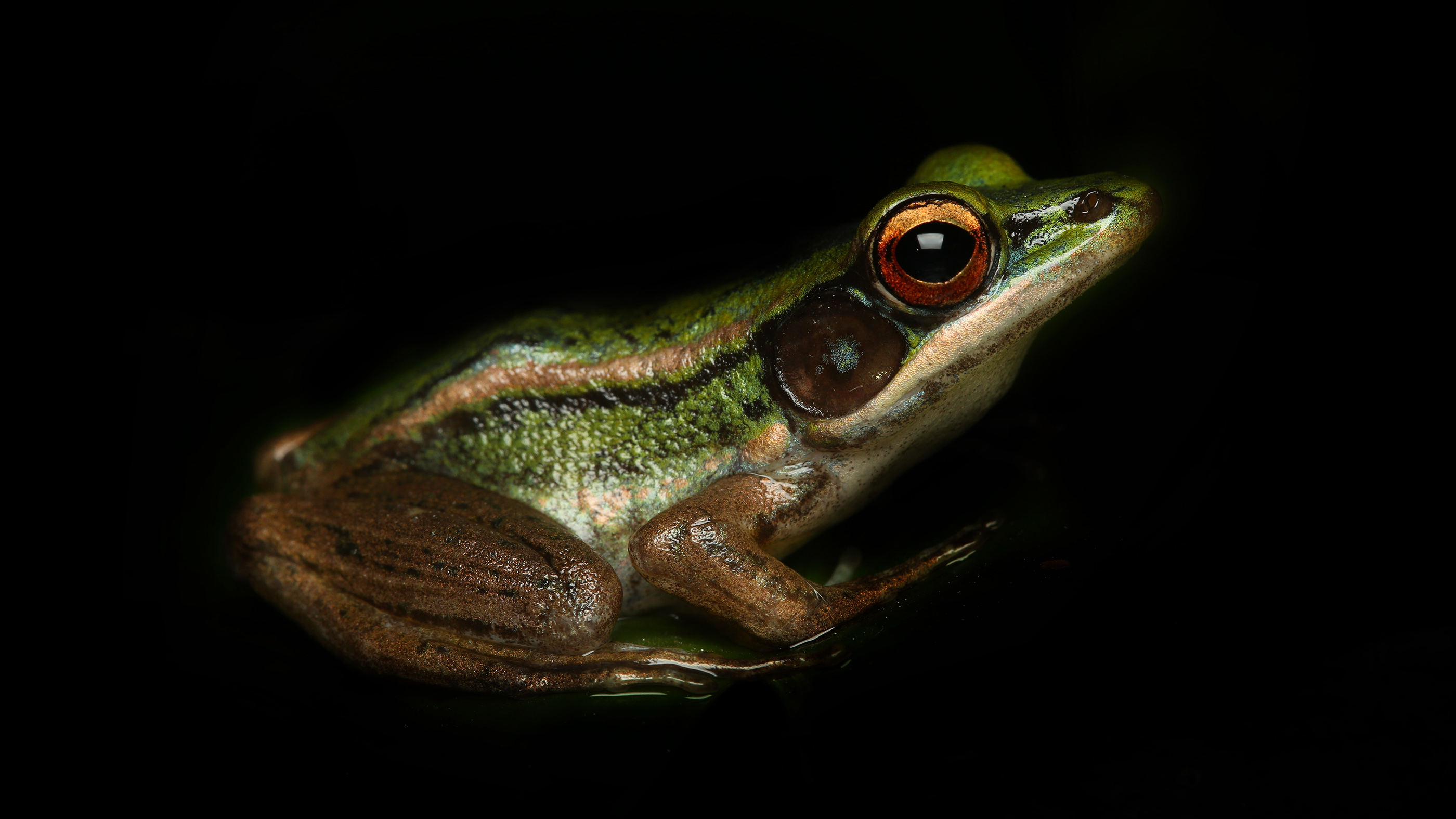 The common green frog (Hylarana erythraea) is a true frog in the family Ranidae.  He lives in Southeast Asia.