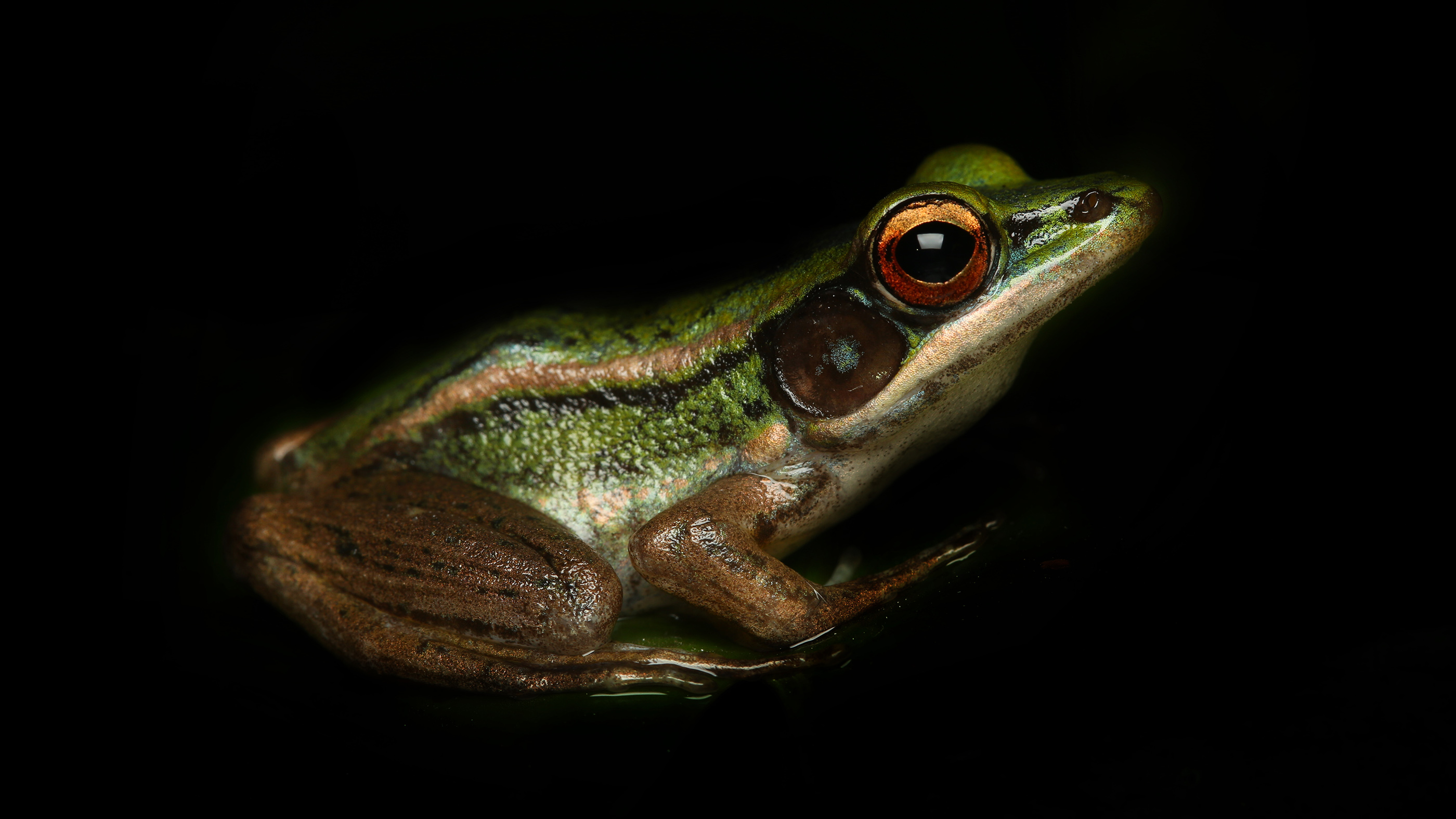 The common green frog (Hylarana erythraea) is a true frog in the family Ranidae. It lives in Southeast Asia.