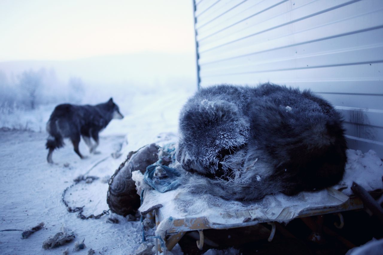 A dog sleeps with his fur coated in ice on a freezing winter&#039;s day in Siberia