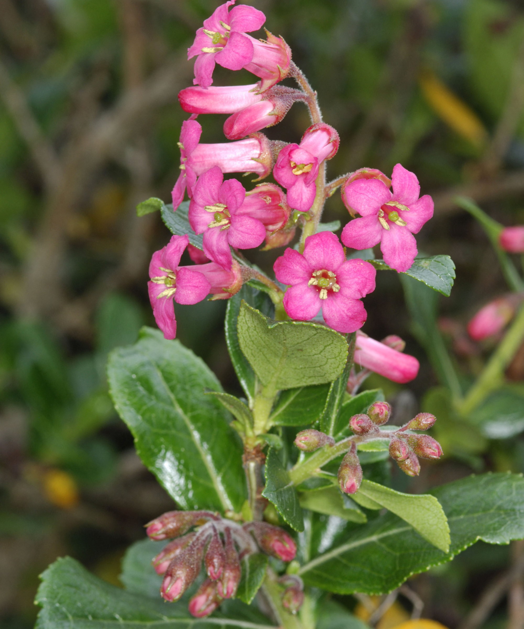 The pink blooms of an Escallonia macrantha