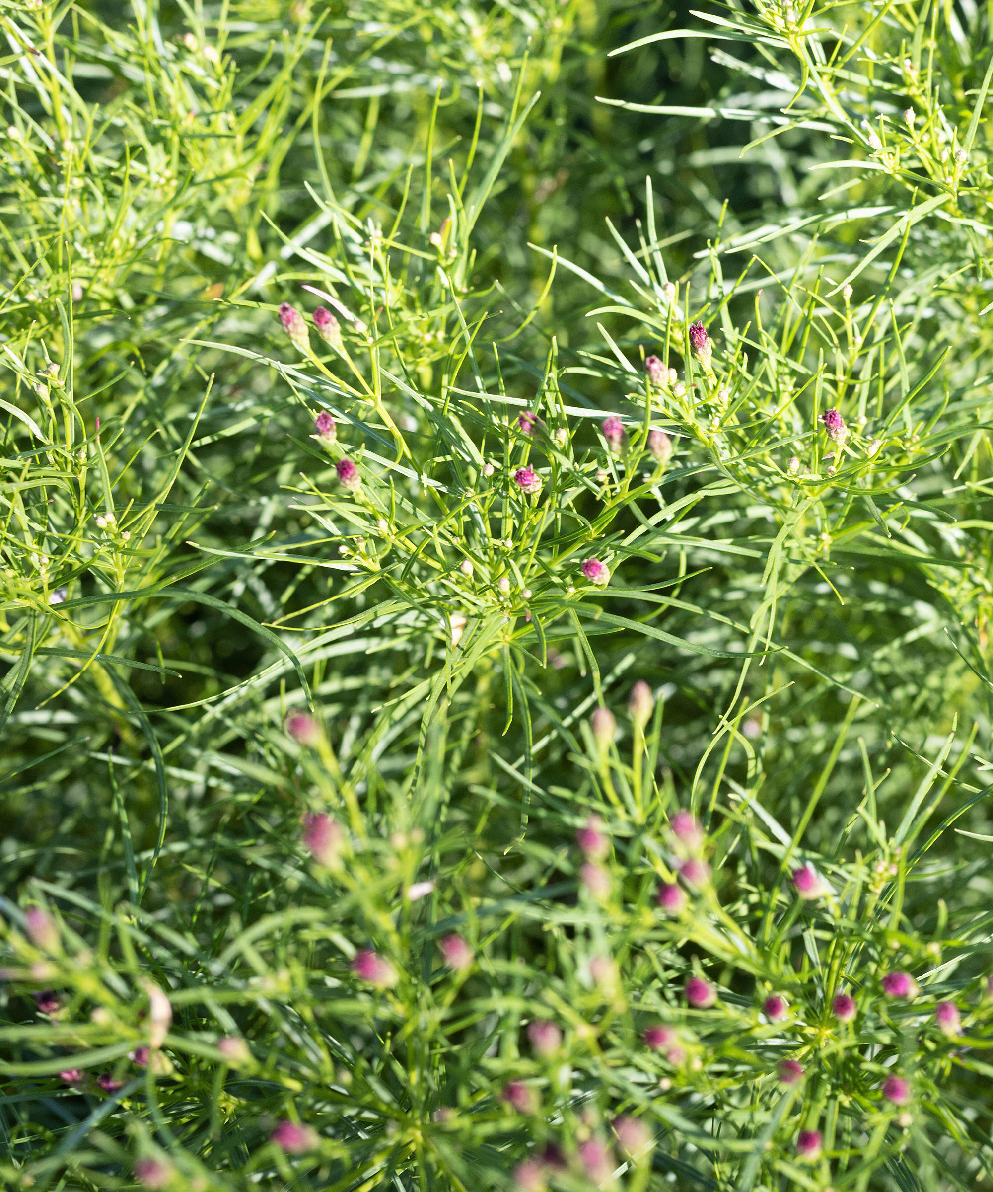Vernonia lettermannii &#039;Iron Butterfly&#039; narrowleaf ironweed.