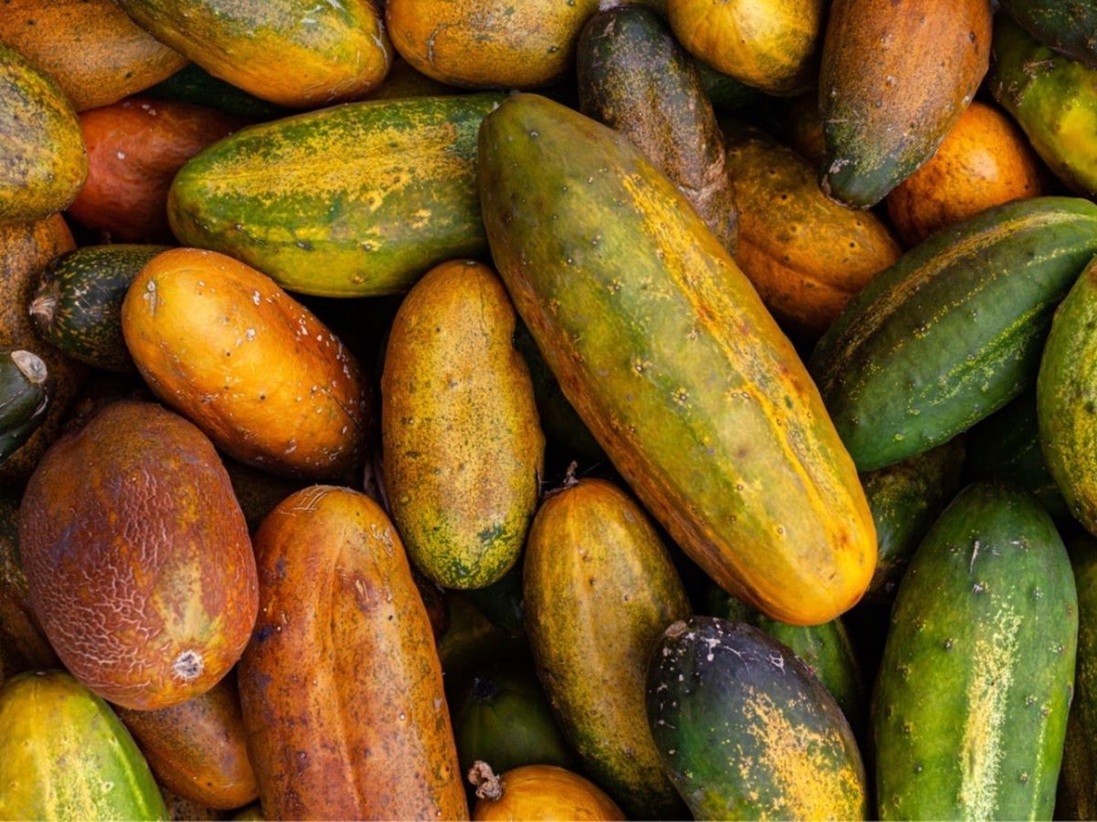 Why Do Cucumbers Turn Yellow? Gardening Know How