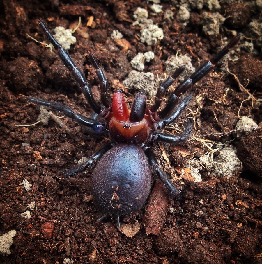 The female funnel-web spider, with blood-red fangs, rears up on a ready-to-strike position.