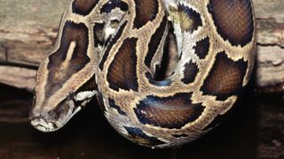 a burmese python