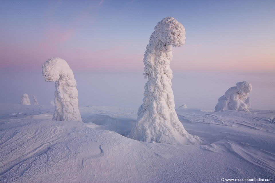 Trees Snow Belt of Venus Skywatching