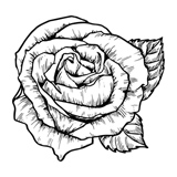 Rose illustration