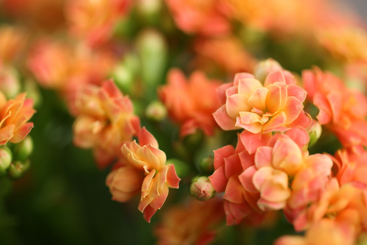 Canon RF 100mm f/2.8L IS USM Macro samples