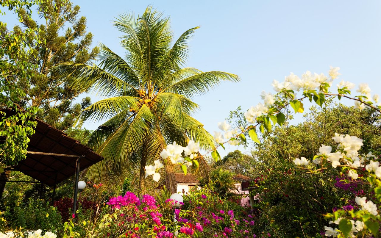 Palm tree in a colorful, plant-filled garden