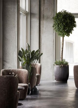 Brown sitting chairs with plants as decor