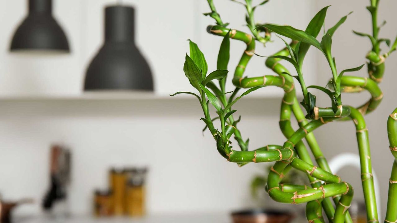 lucky bamboo growing in kitchen