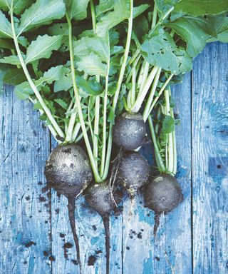 Black Spanish black radishes lifted and drying at harvest