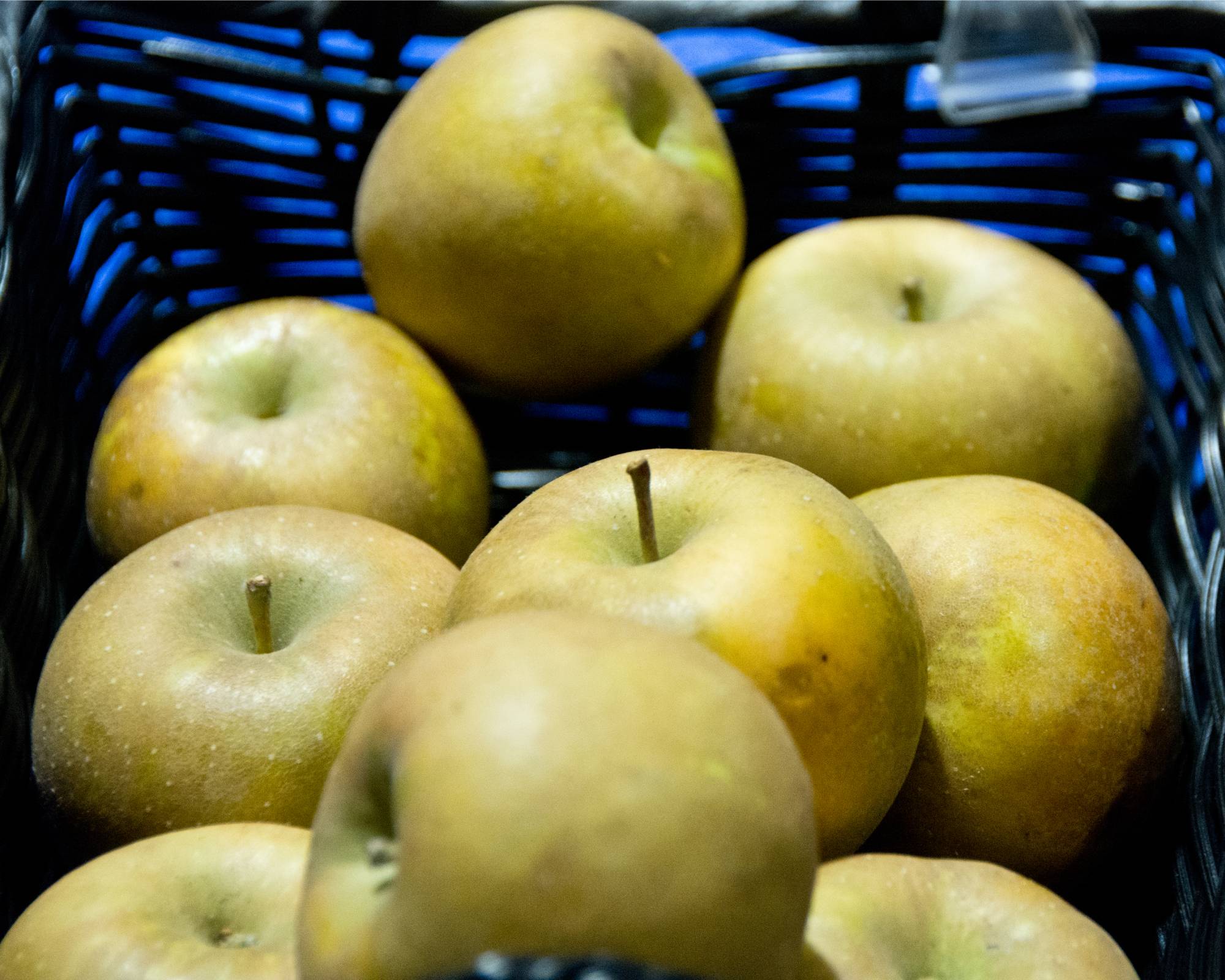 Roxbury russet heirloom apples