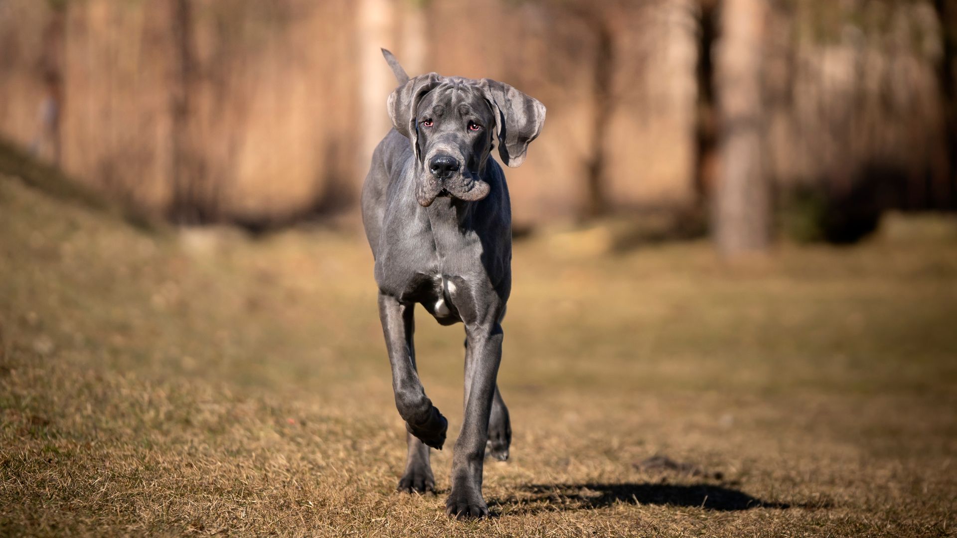 Great Dane with floppy ears