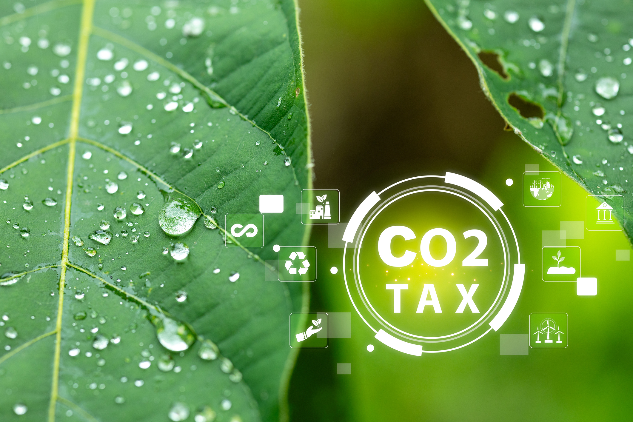 Green Leaves with Water Drops and CO2 Tax Concept in Background
