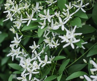 Sweet autumn clematis, Clematis terniflora, with white flowers in a garden