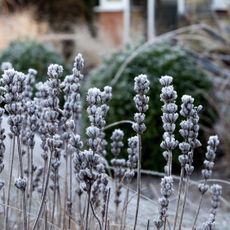 Dead, frosted lavender flowers