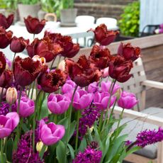 tulips in the garden