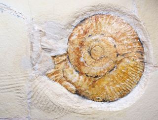 A close-up of a Jurassic ammonite (Subplanites rueppellianus) at the end of at 28-foot-long (8.5 m) track left when lake currents dragged its corpse across the sand.