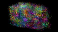 A reconstruction of neurons in the brain in rainbow colors