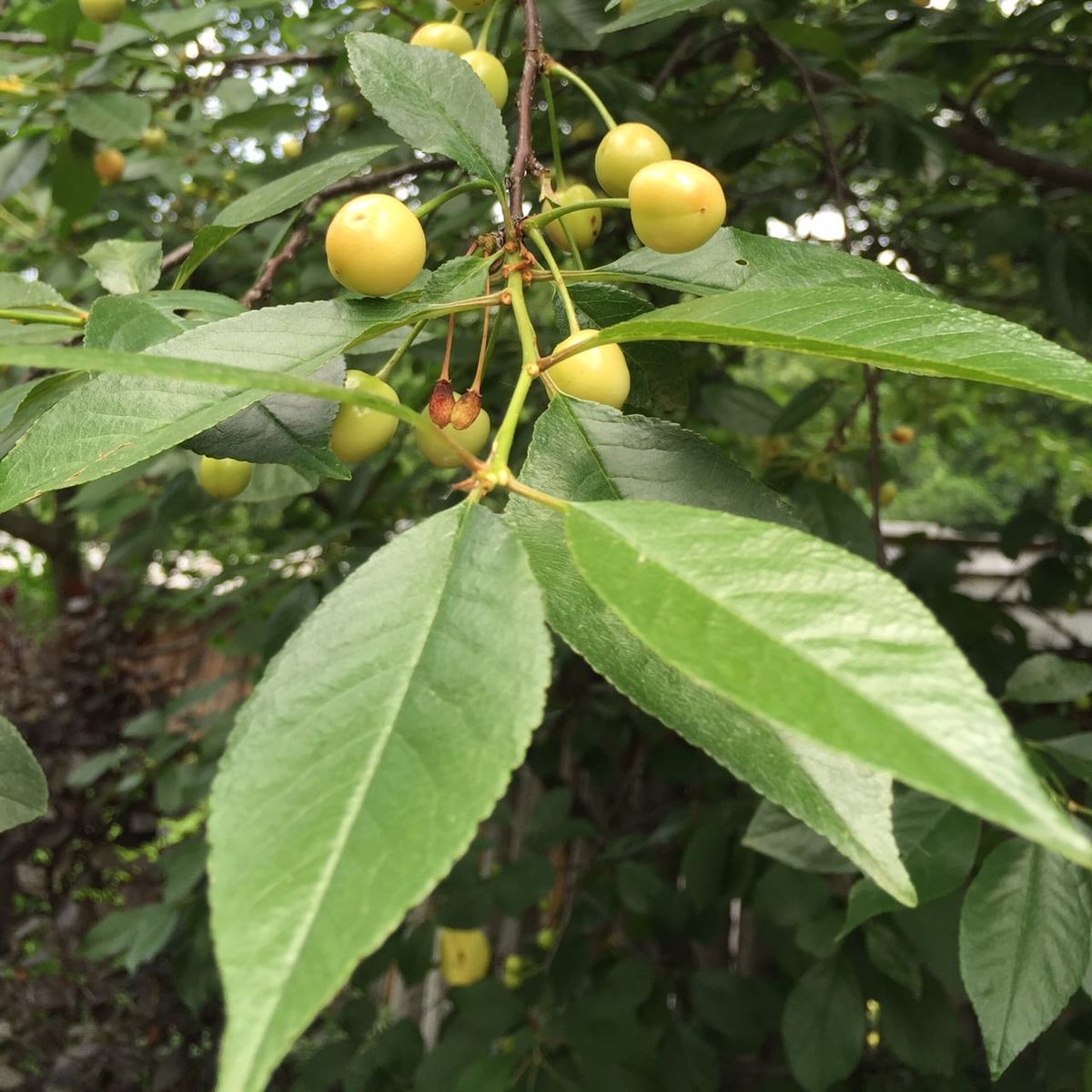 What Are Yellow Cherries Learn About Growing Yellow Cherry Trees