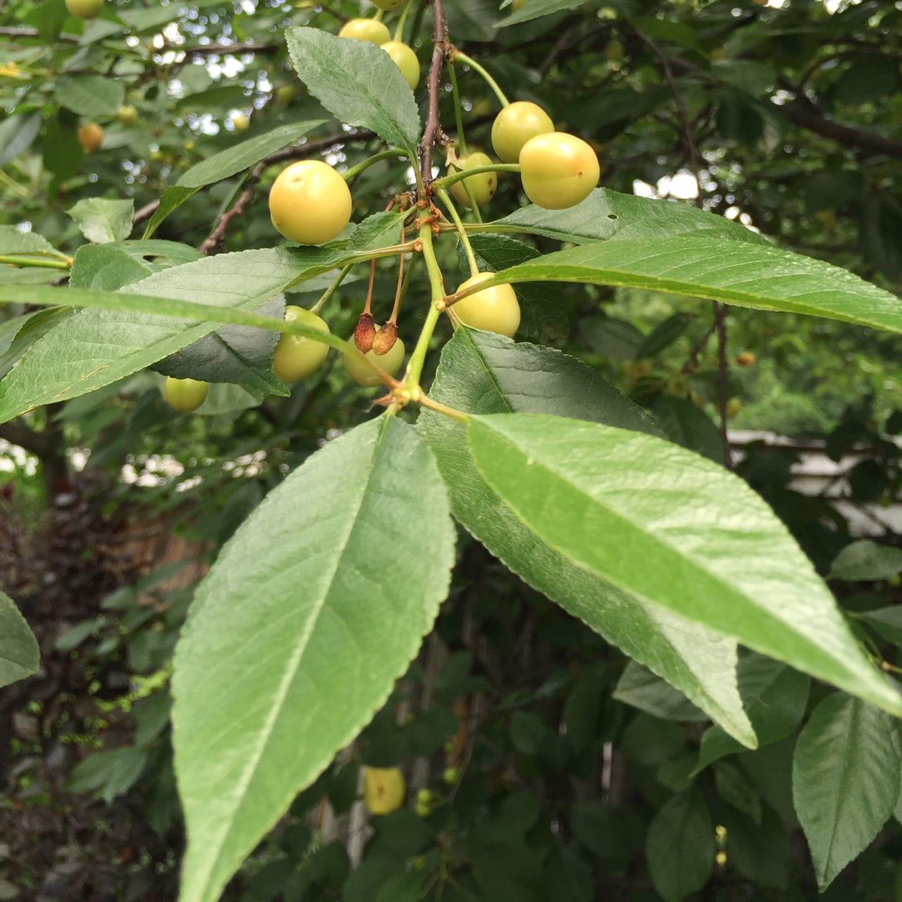 What Are Yellow Cherries – Learn About Growing Yellow Cherry Trees ...