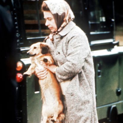 Queen Elizabeth lifts a corgi on to a train and she walks a group of corgis 