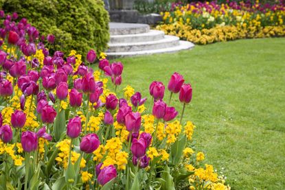 A spring garden with a grassy lawn and tulips in a flower bed