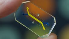 An example of a organ on a chip device; the small, clear device has two colored channels crisscrossing its center. Someone is holding the device between their pointer finger and thumb