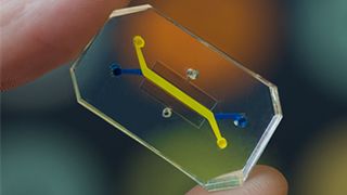 An example of a organ on a chip device; the small, clear device has two colored channels crisscrossing its center. Someone is holding the device between their pointer finger and thumb