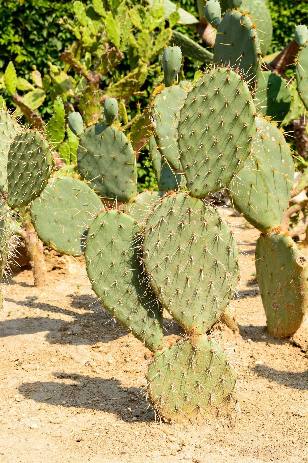 Cacti In The Desert