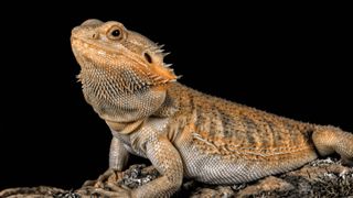 Bearded dragon sitting on tree trunk with dark background