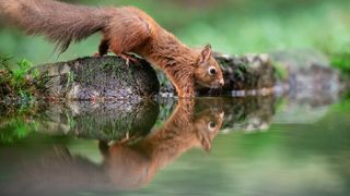 Red squirrel dips its front feet into a pool of water to drink, with an almost perfect, symmetrical reflection reflected in the water