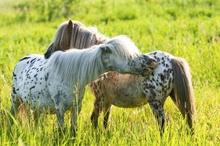 Two Appaloosa ponies with similar markings to those seen on 25,000-year-old cave paintings.
