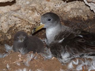 Shearwater birds may use their noses to find their way back to their colony and chicks after taking a long trip over open water.