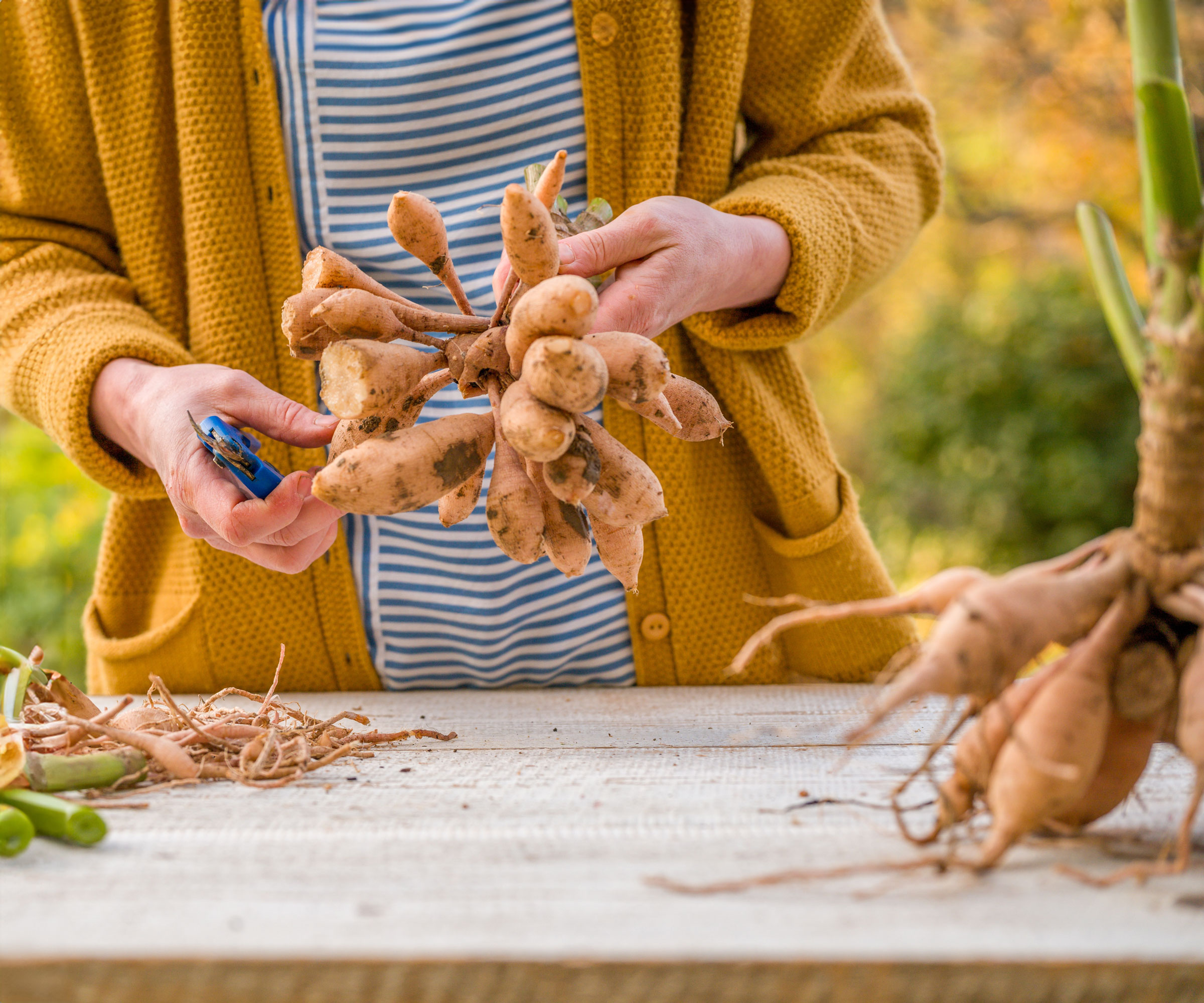 lifted dahlia tubers being prepared for storage