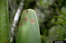 Small Brown Spots On Yucca Plants