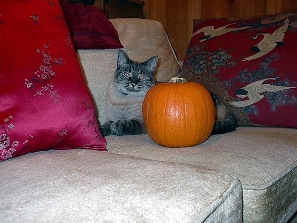 Ornamental gourd today,