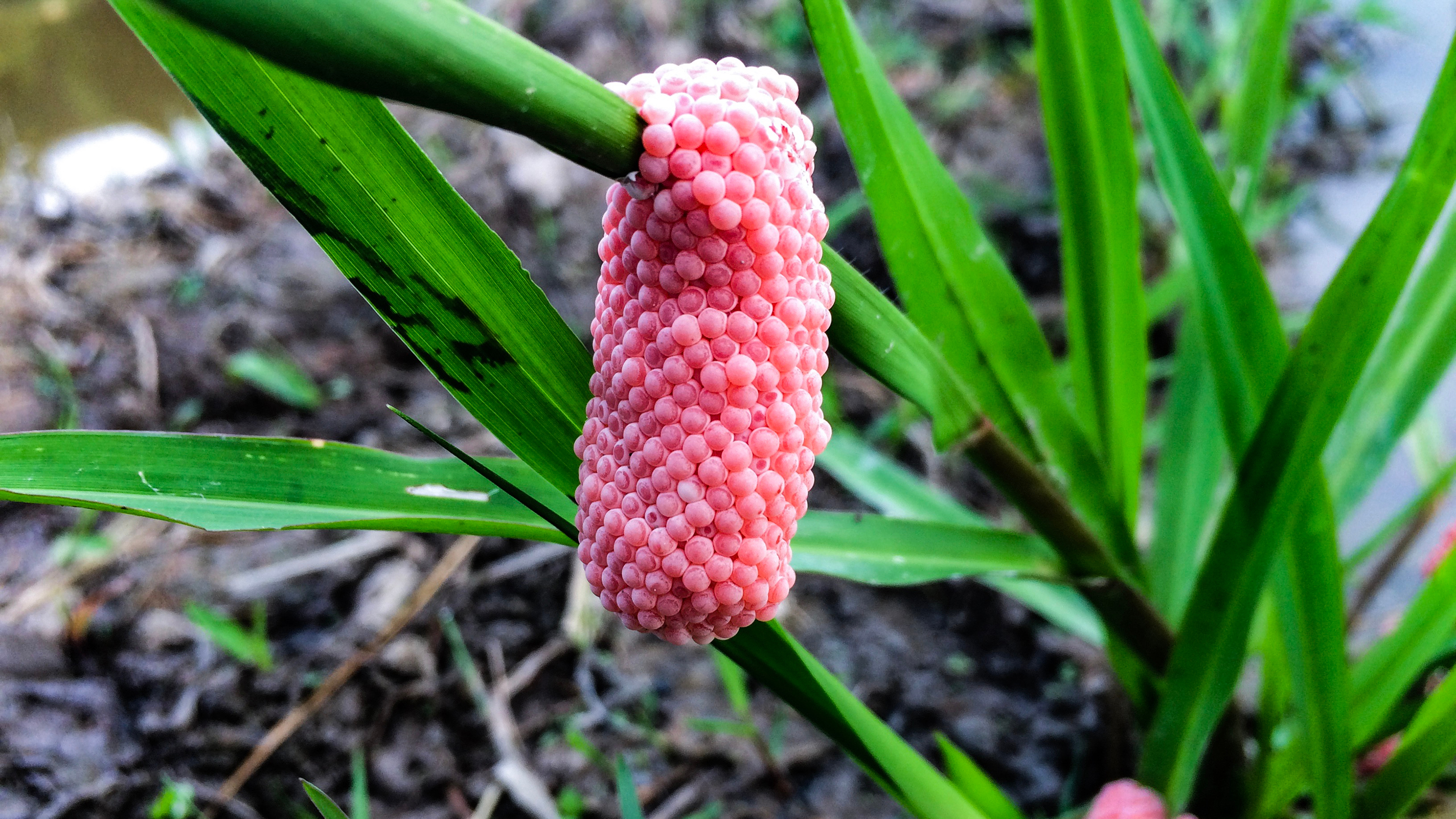 golden apple snail eggs