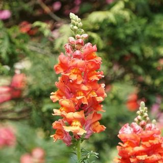 Snapdragon Orange Wonder