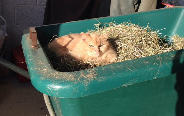Queen Cleo taking an afternoon nap at the yard